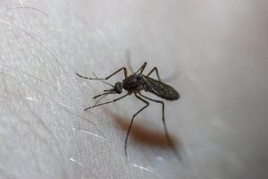 Vyzkoušejte osvědčené metody, které pomáhají na svědivé štípance od komárů