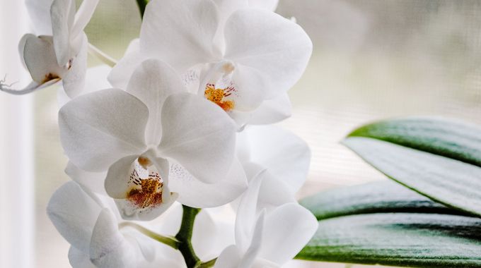 Správný postup na pěstování orchidejí