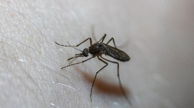 Vyzkoušejte osvědčené metody, které pomáhají na svědivé štípance od komárů