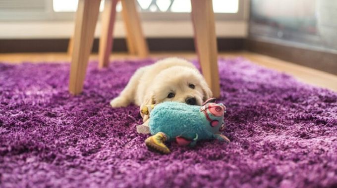 Tyto věci byste měli mít doma, pokud si chcete pořídit psa