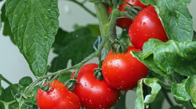 Jak pěstovat rajčata, aby byla krásná a šťavnatá