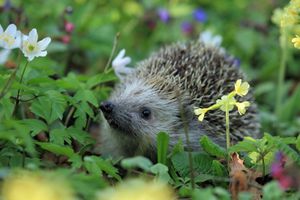 Jak vytvořit přírodní zahradu, která láká i drobné živočichy