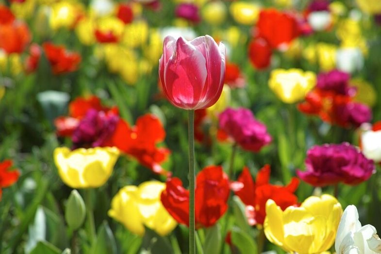 tulip&aacute;ny