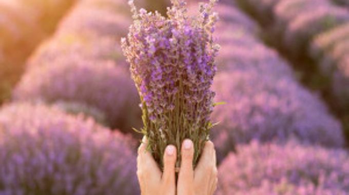 Jak využít levanduli ze zahrádky?