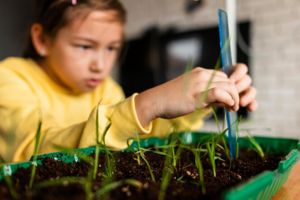 Jak si doma vypěstovat rostliny ze semínek a ušetřit za nákupy v zahradnictví?