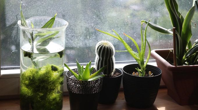 Pokojové rostliny, které jsou zdraví prospěšné