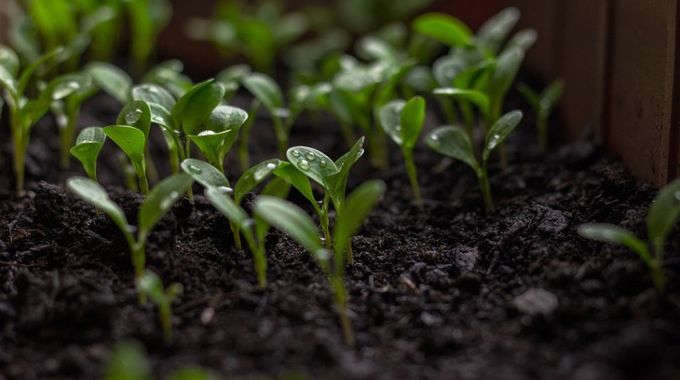 Naučte se pěstovat květák, hrášek nebo mrkev a ušetříte hodně peněz