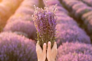 Jak využít levanduli ze zahrádky?