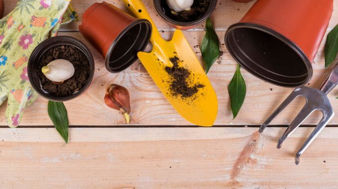 Nastal čas na výsadbu cibulovin! Které cibuloviny pořídit a s jakými rostlinami je sladit?